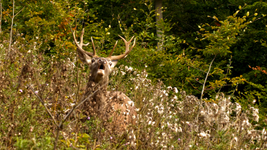 Mladý kráľ Čergova
