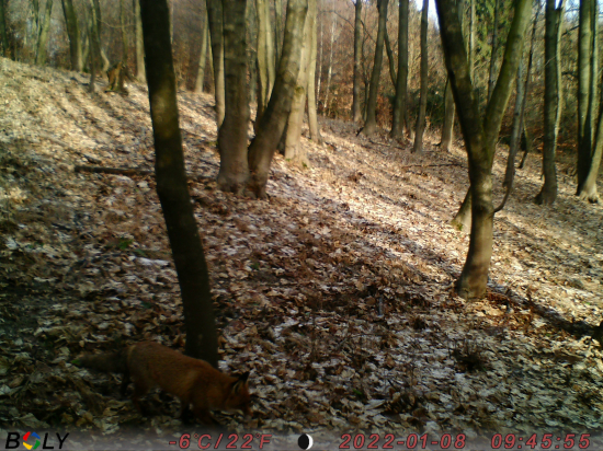 Fox