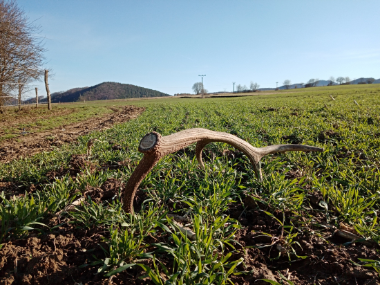 Fešáčik na oziminke!