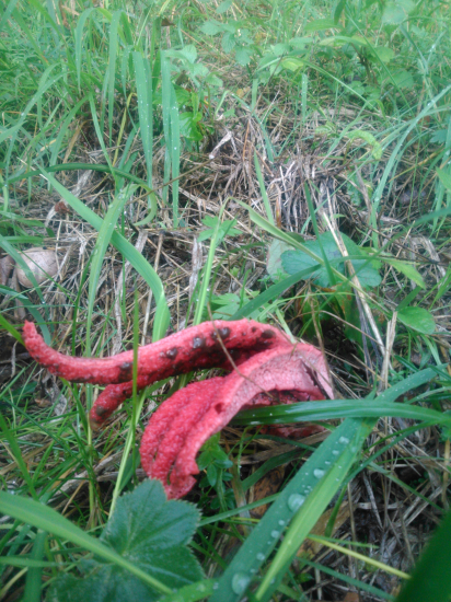 mrežovka kvetovitá