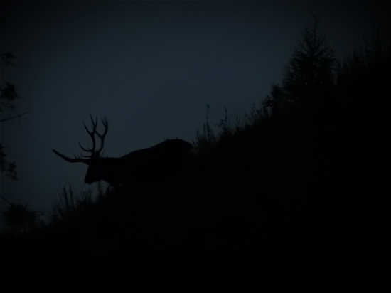 Jeleň jednorožec :D