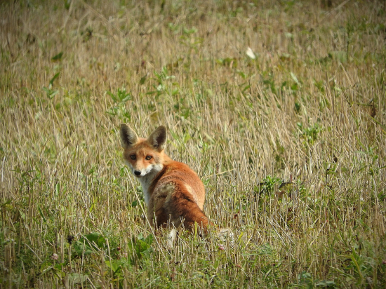 Heeej, čo ma fotíš :)