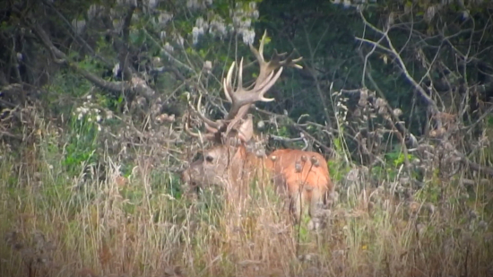 Maskovaný 20torák ;)