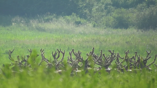 Veľká partia v lyku