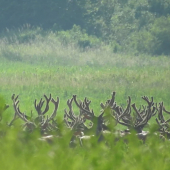 Veľká partia v lyku