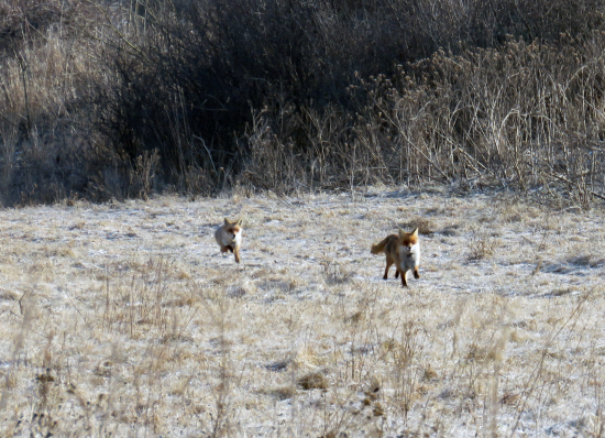 a už ju obháňal :)