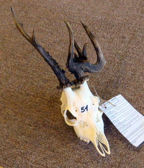 pre mňa to bola najkrajšia trofej