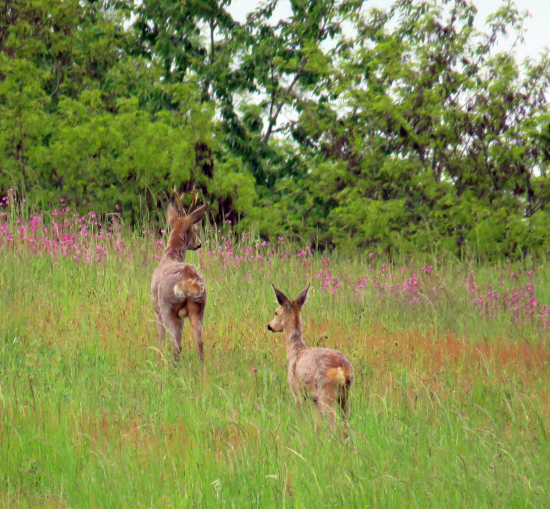 na raňajkách vo dvojici :)