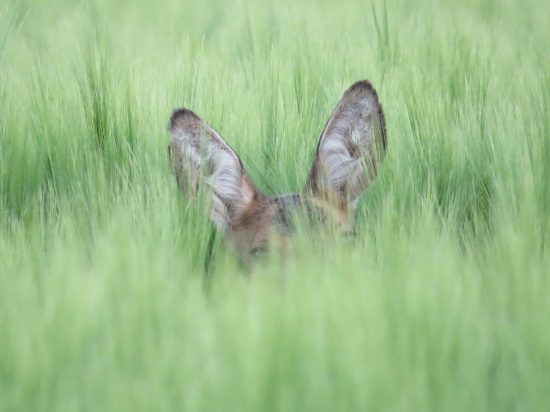 strážila si srnča