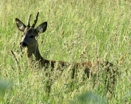bližšie to už nešlo :)