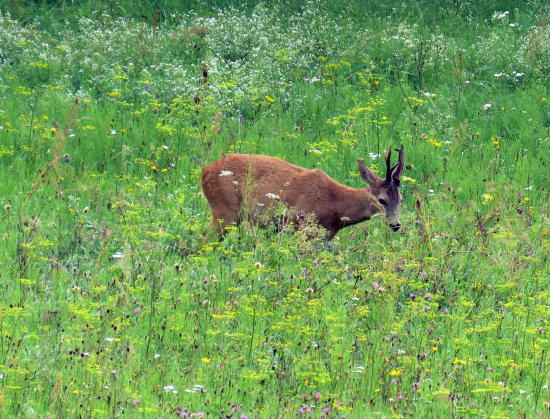 na voňavej paši :)