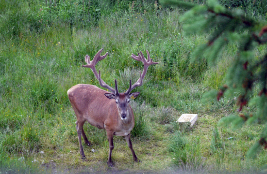 predsa si sa prišiel ukázať v plnej kráse