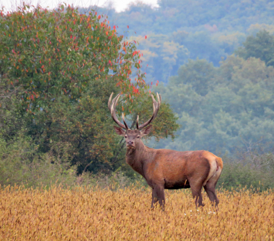 ...keď sa lesmi ozýva tá nádherná pieseň lásky a nenávisti...