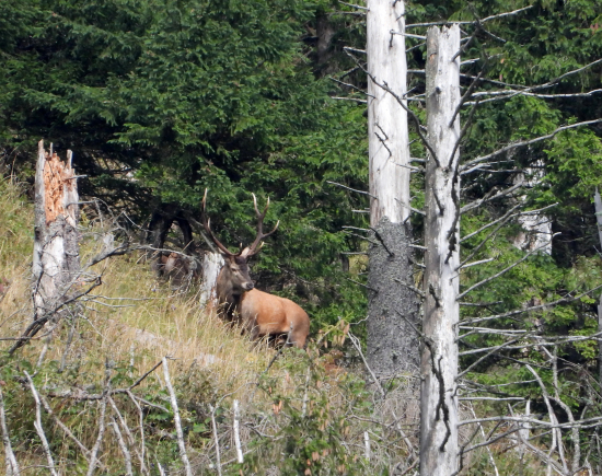zamyslený....strážili ho dve lane