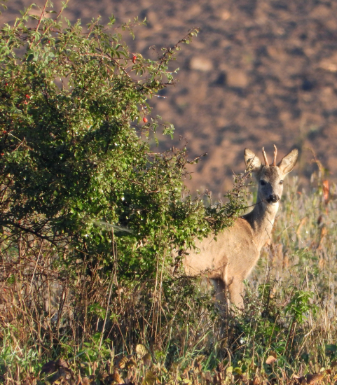 za šípkovým kríčkom