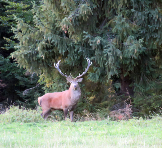 ešte spomienka na ruju