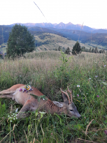 Keď sa oplatí ráno vstať