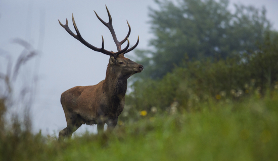 Večný nepravidelný 10-torák