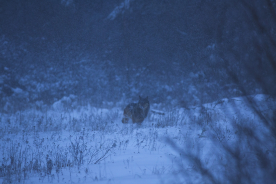 Nezabudnuteľné zážitky v spoločnosti vlkov.