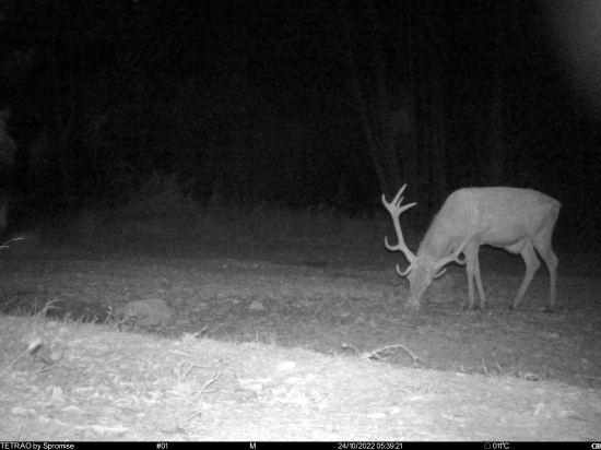 Nepravidelný 12torak