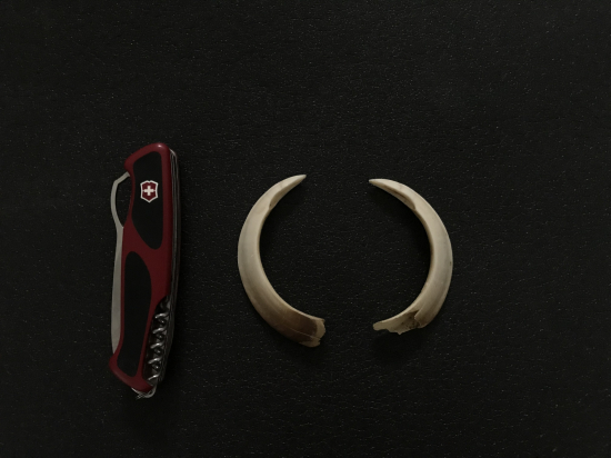 Kanček a jeho zbrane