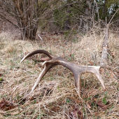 16 torak