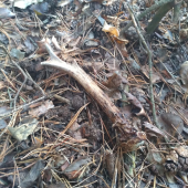 53gramov/19cm