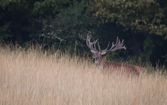 Prvé náznaky vytĺkania