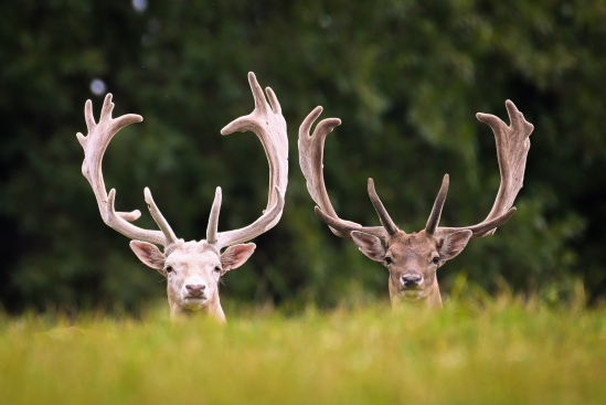 Kráľovská Šľachta