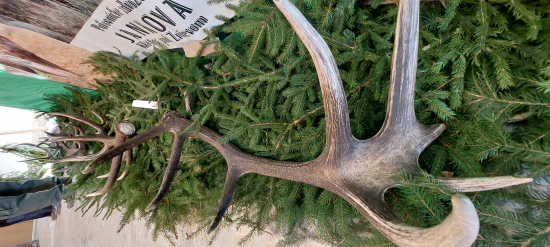 Turčianska genetika