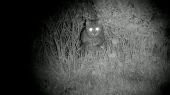 Mačka divá - Na nočnom love 3