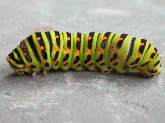 Budúci krásavec - Vidlochvost