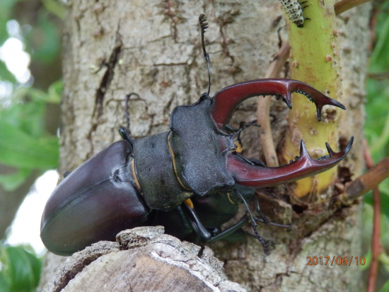 Roháč na roháčici