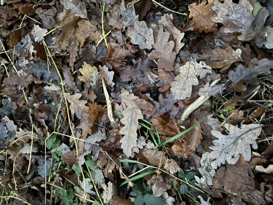 Konečne tohtoročné