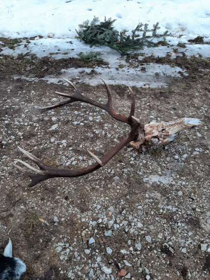 Kamarát dnes na prechádzke