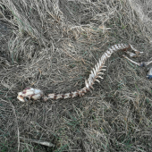 Veľa z nej nezostalo