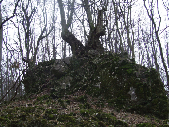 Strom na skale