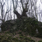 Strom na skale