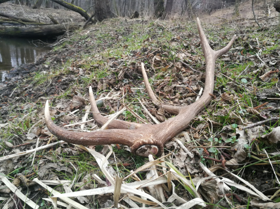 Dnes prekvapil tento