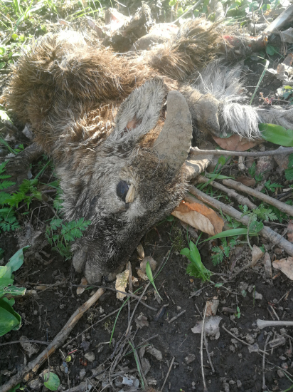 Krátky život čertíka