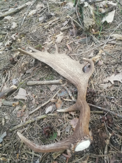 Čakal ma v žrďovine