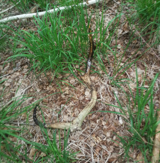 Osmorák z močariny