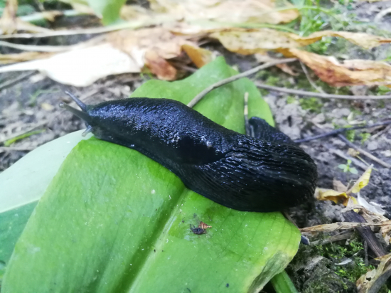 Po daždi sa ukazujú