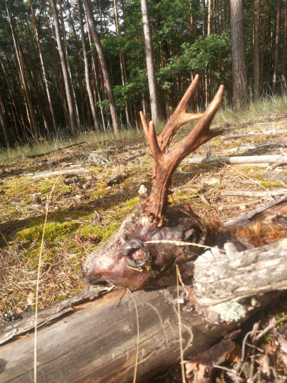 Pekné nedeľné ráno...