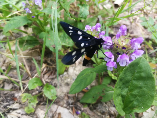 Bieloškvrnáč púpavcový