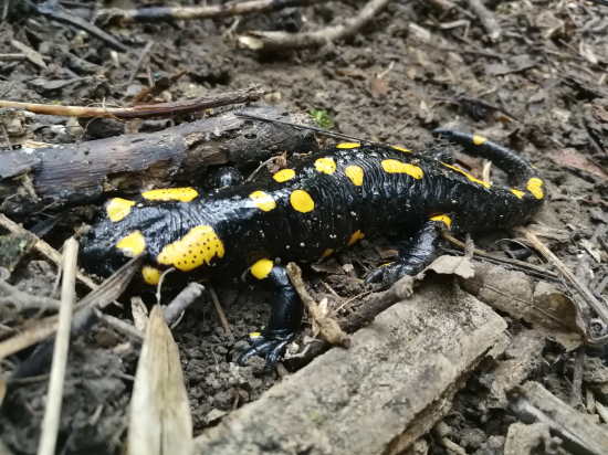 Salamandra škvrnitá