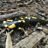 Salamandra škvrnitá