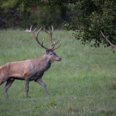 14 torak z Bielych Karpát