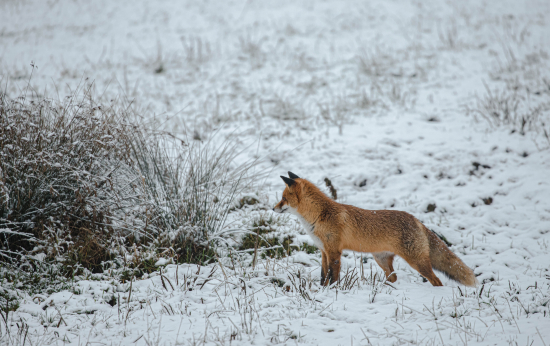 Líška hrdzavá (vulpes vulpes)