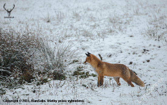 Líška hrdzavá (vulpes vulpes)